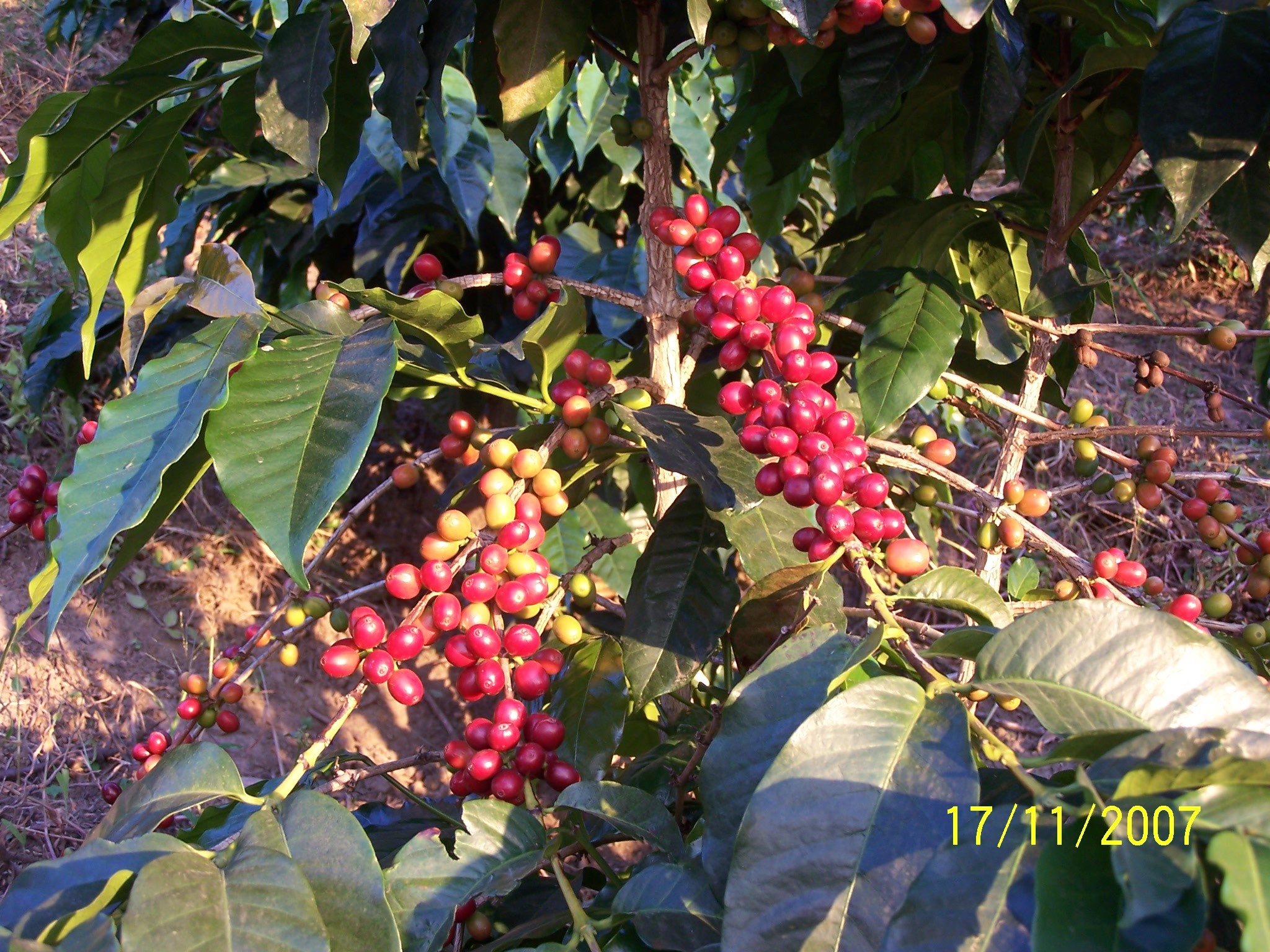 CoffeeBerries.jpg